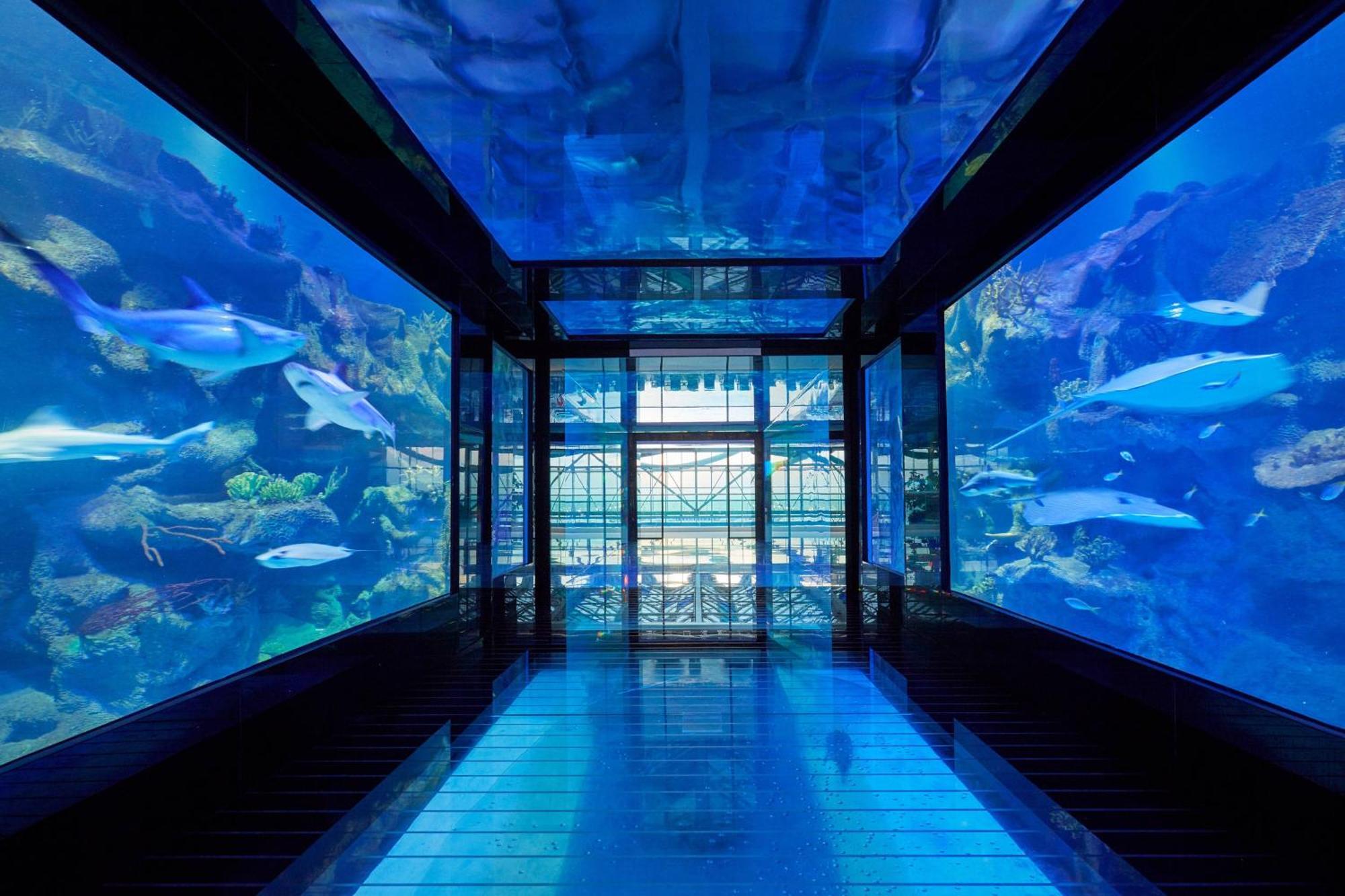 Paragraph Resort & Spa Shekvetili, Autograph Collection Ngoại thất bức ảnh The tunnel at the aquarium